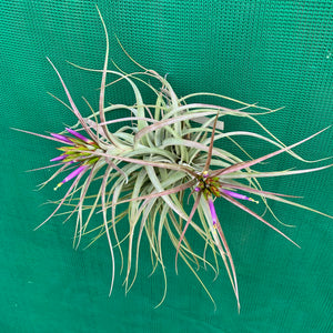 Tillandsia - Widgee ‘Small Form’ ex. BG