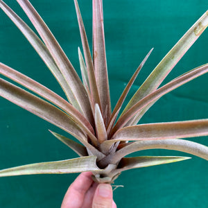 Tillandsia - Subteres ex. PT