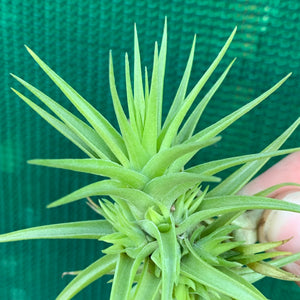 Tillandsia - aeranthos 'Miniata'