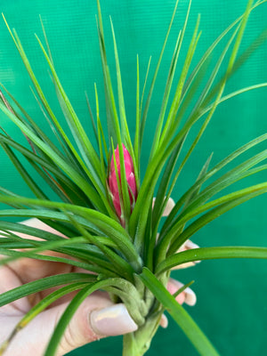 Tillandsia - Repton ex. PT