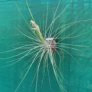 Tillandsia - Milk Junket NEW