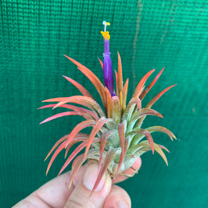 Tillandsia - ionantha ‘Orange’ ex. BH