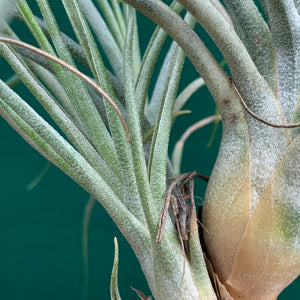 Tillandsia - But Rob ex. PT