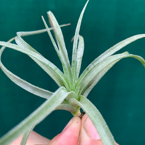 Tillandsia - pohliana ex. Gruber
