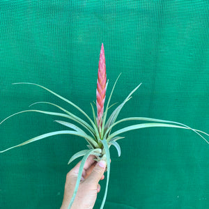 Tillandsia - Majestic ex. RFI