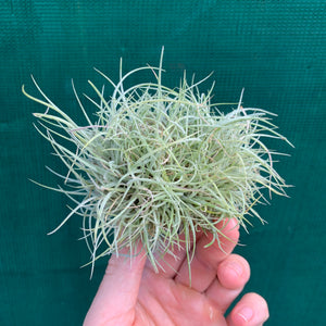 Tillandsia - Pringlei (Wholesale)