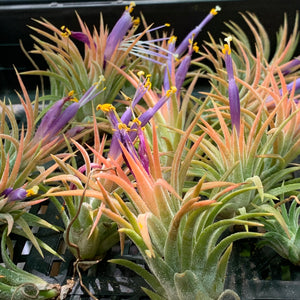 Tillandsia - ionantha ‘Tall Orange’ ex. BD