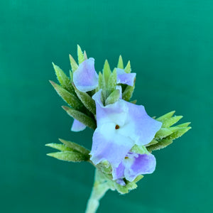 Tillandsia - streptocarpa Len’s Blue x White ex. PT (Fragrant) NEW