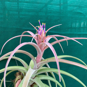 Tillandsia - My Sweet Rose