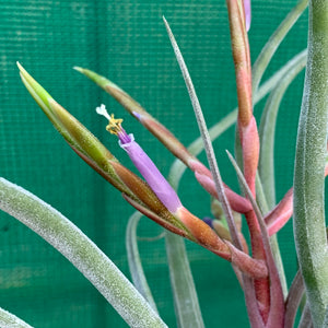 Tillandsia - Jerrang ex. PB