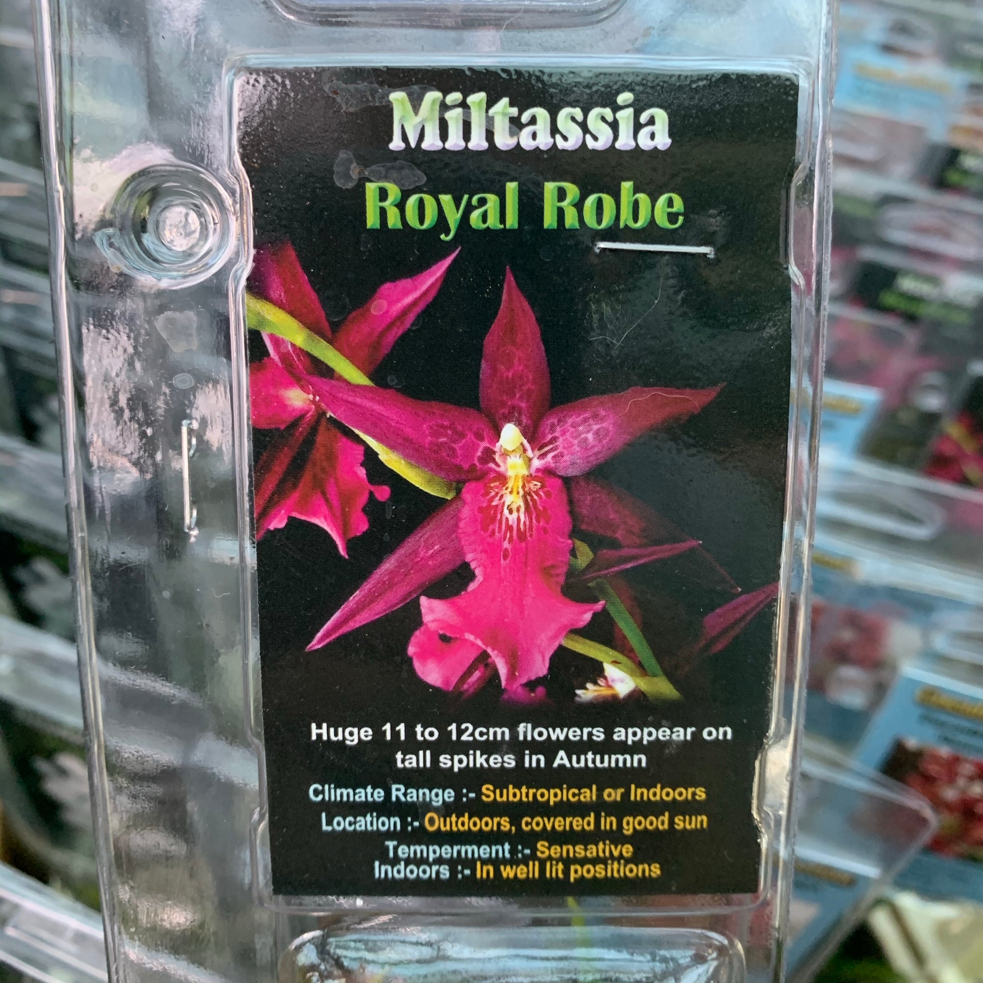 Orchid - Miltassia ‘Royal Robe’