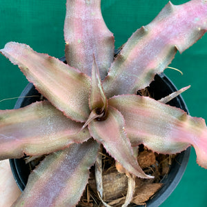 Cryptanthus - Tropiflora