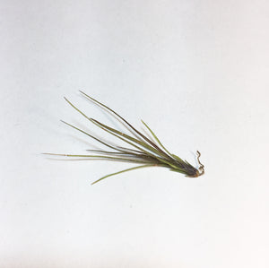 Tillandsia - festucoides