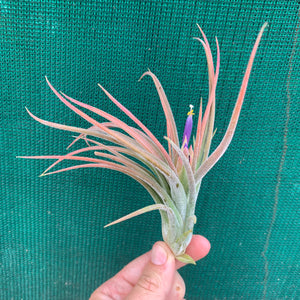 Tillandsia - pruinosa x ionantha ex. PB