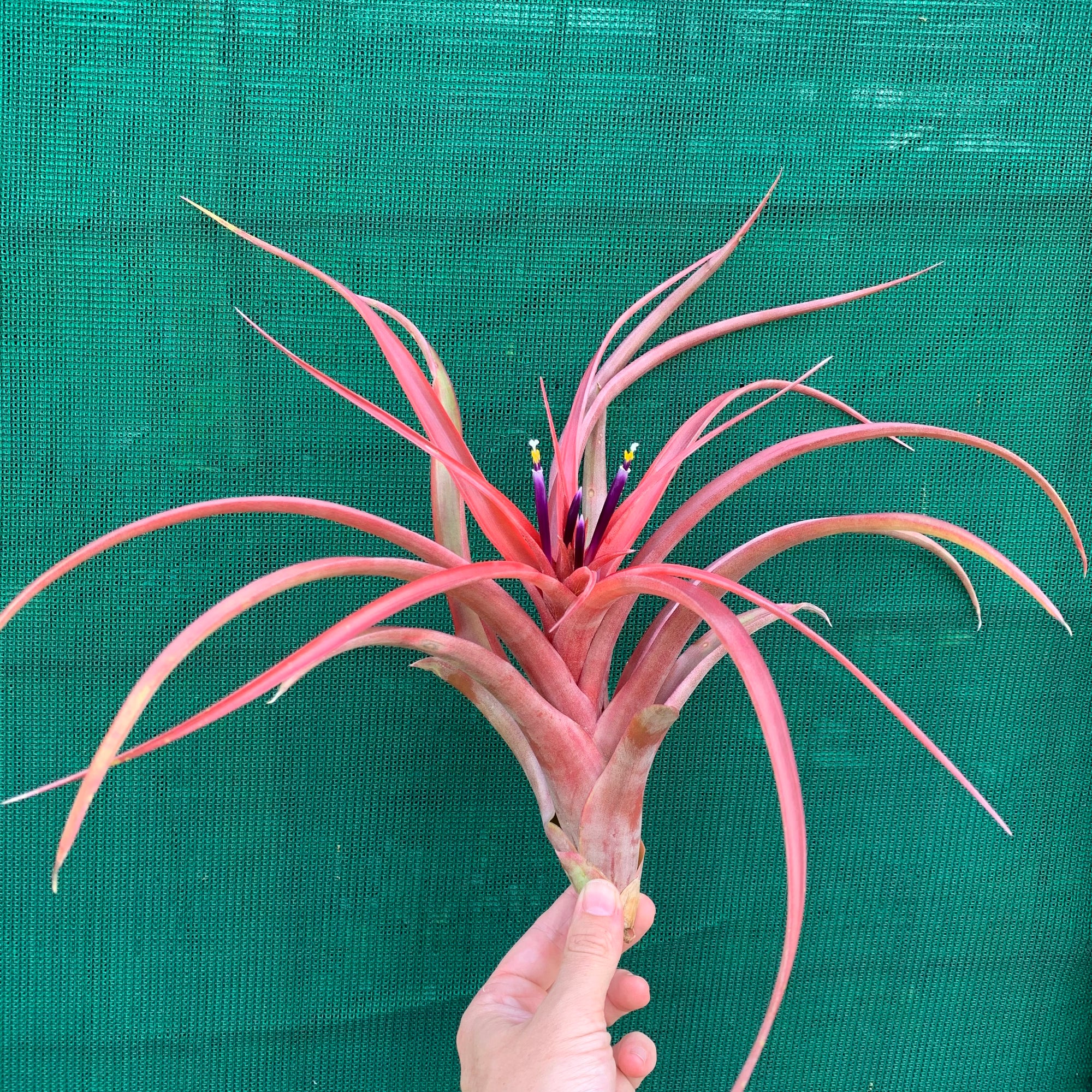 Tillandsia - capitata ‘Red’