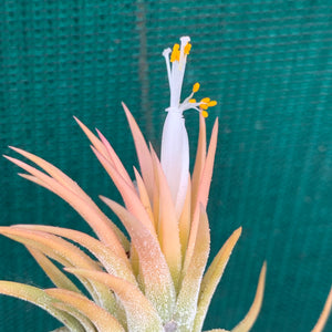 Tillandsia - ionantha ‘Pink Champagne’