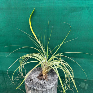 Tillandsia - aff rodrigueziana ‘Yellow’ ex. Richter