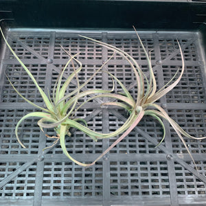 Tillandsia - concolor x streptophylla ? RFI NEW