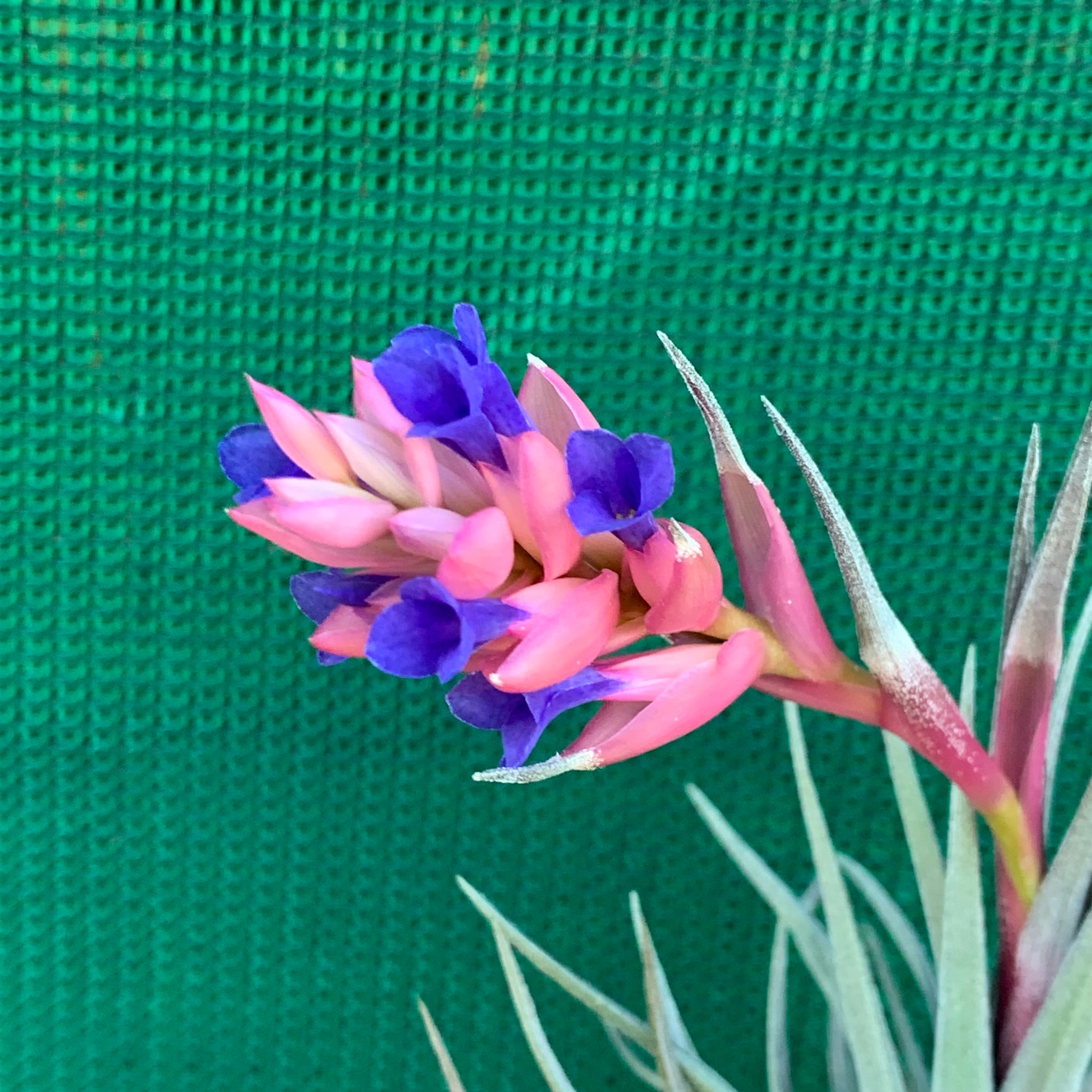air plant with pink and purple flower Tillandsia - Purple Gem