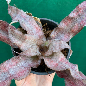 Cryptanthus - Eruption