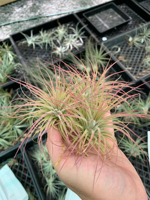 Tillandsia - ionantha ‘APD004’