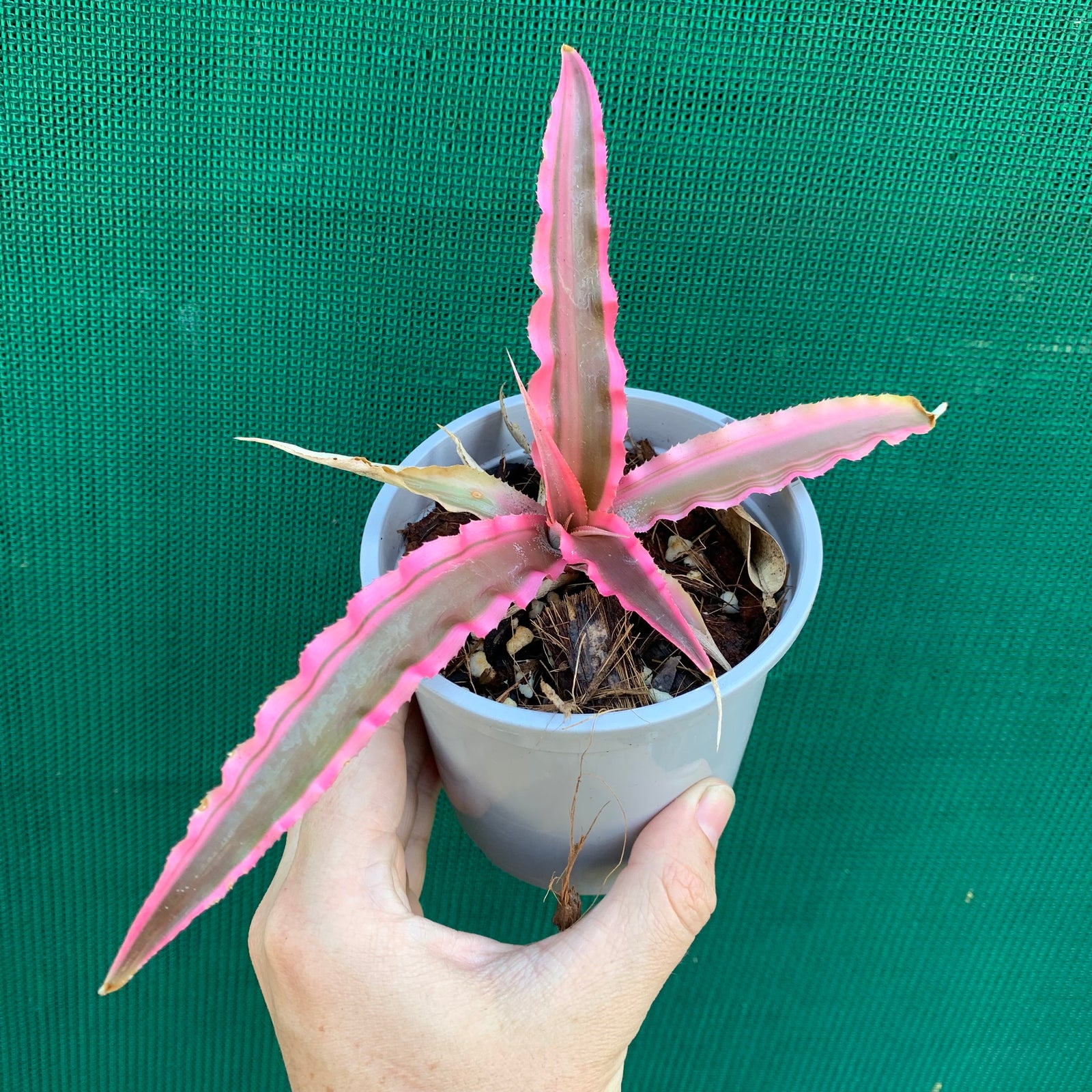 Cryptanthus - It