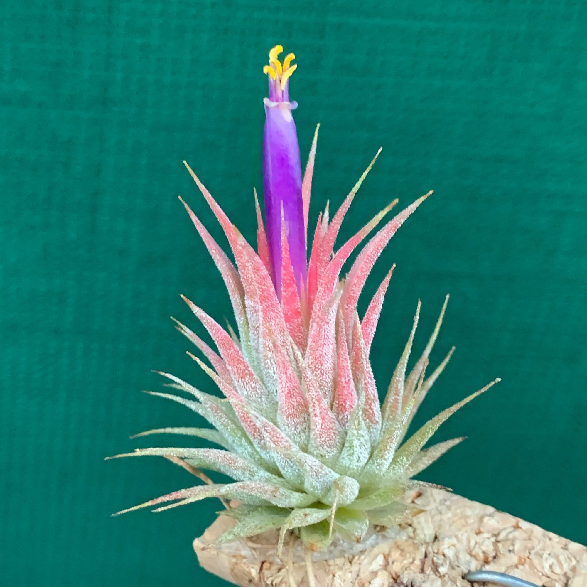 英*呂様 Tillandsia ionantha ‘Haselnuss' Koe Tillandsia - ionantha 'Haselnuss' ex. BH NEW - Air Plant Decor