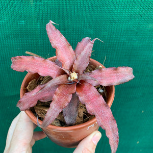 Cryptanthus - Mary Poppins