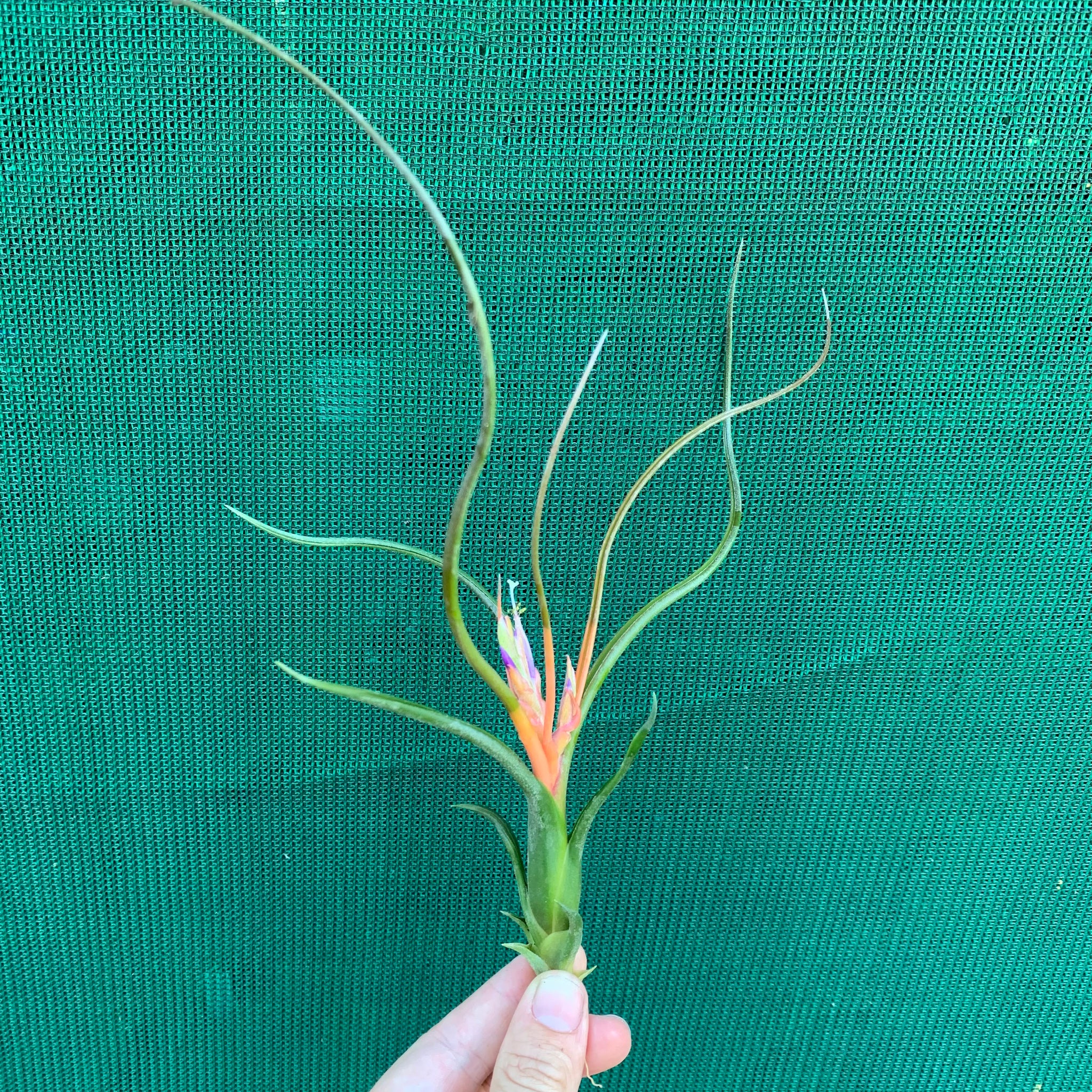 medusa air plant bloom Tillandsia - Queen's Medusa