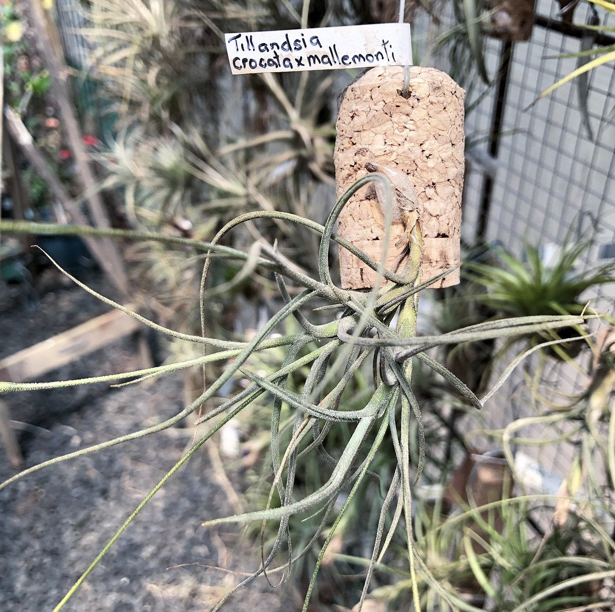 Tillandsia - crocata x mallemontii (Fragrant) - Air Plant Decor