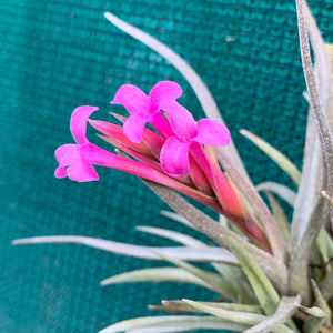 Tillandsia - argentina