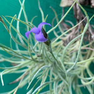 Tillandsia - Baby Blue ex. BG