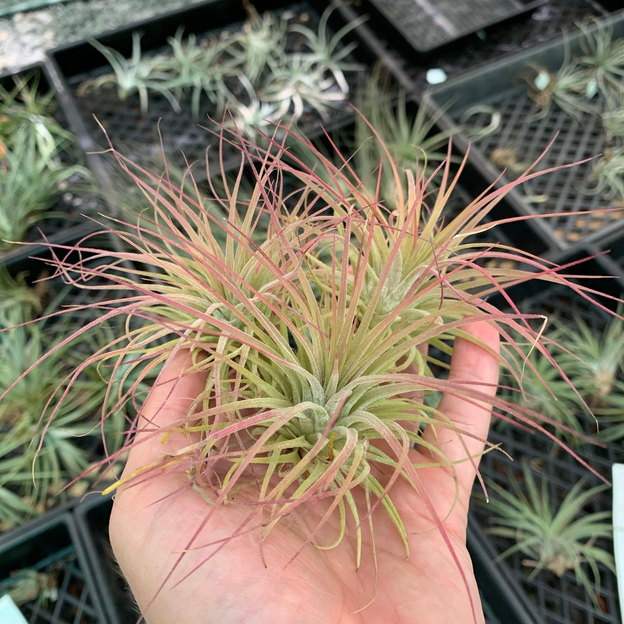 Tillandsia - ionantha ‘APD004’