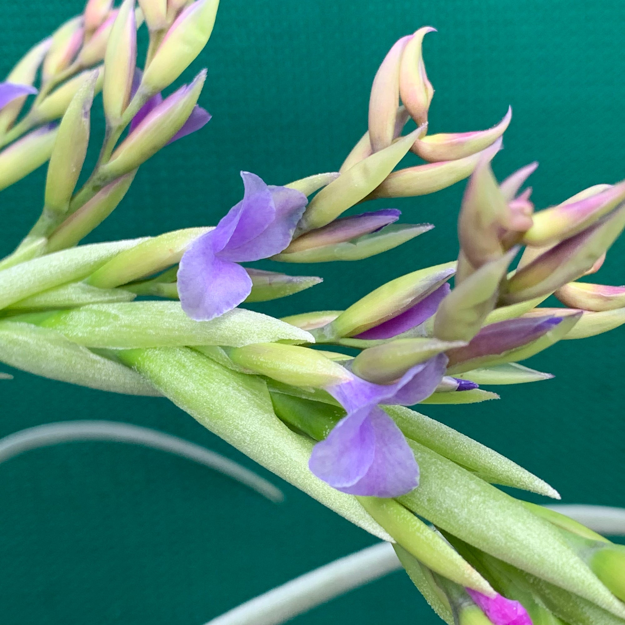 ブロメリア・エアープランツ wasawat Tillandsia Goomong Tilandsia