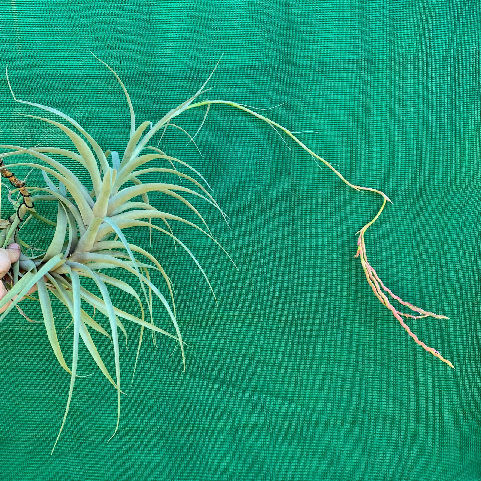 Tillandsia - incarnata
