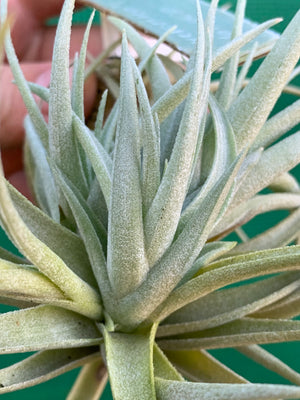 Tillandsia - Veronica's Mariposa ex. GA