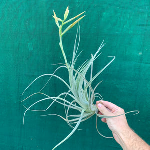 Tillandsia - lorentziana