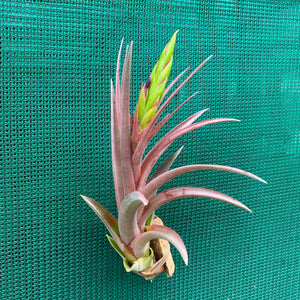 Tillandsia - Capetown