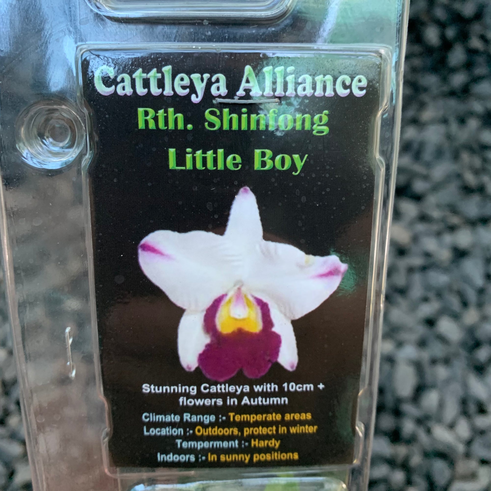 Orchid - Cattleya Alliance Rth. Shinfong Little Boy
