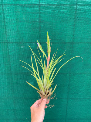 Tillandsia - trieta x streptophylla ex. BG