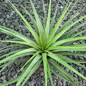 Tillandsia - fasciculata