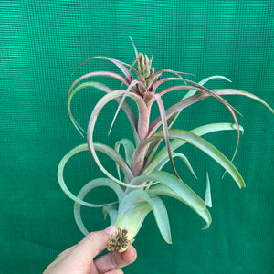 Tillandsia - brachycaulos x streptophylla Nat. Hybrid