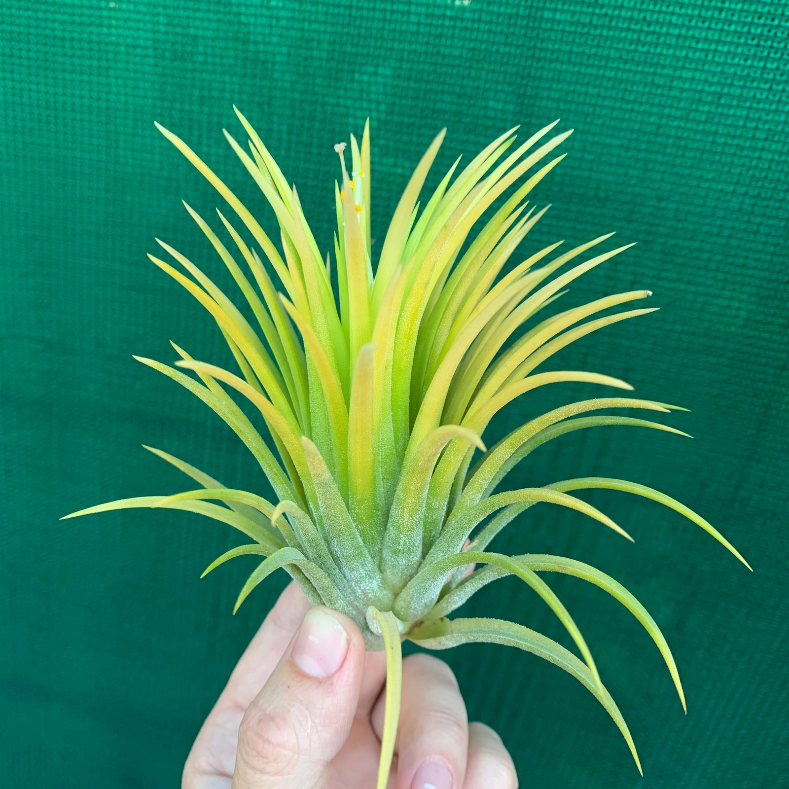 Tillandsia - ionantha 'Sumo White’