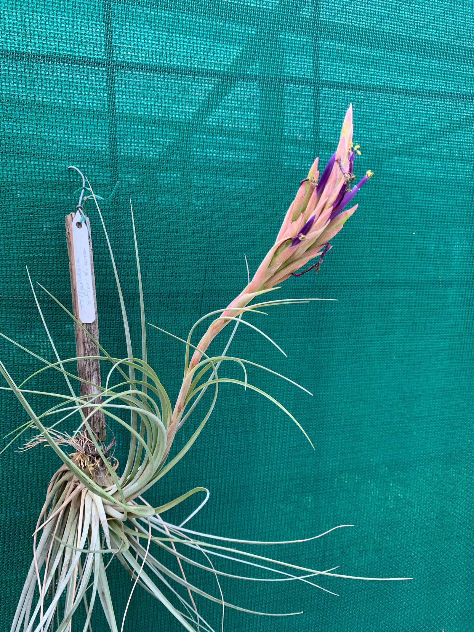 Tillandsia - x Floridana ex. OM