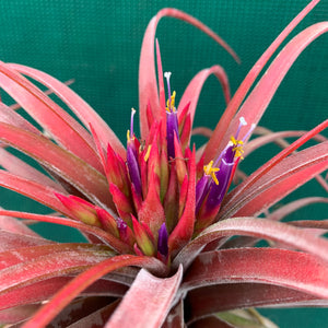 Tillandsia - Eric The Red