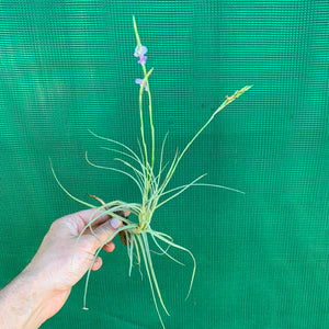 Tillandsia - Blue Moon (Fragrant)