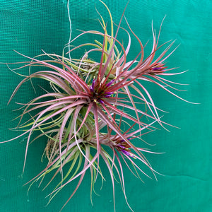 Tillandsia - Sparkler ex. NR
