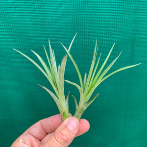 Tillandsia - Nashville ex. GP