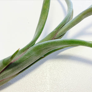 Tillandsia - intermedia