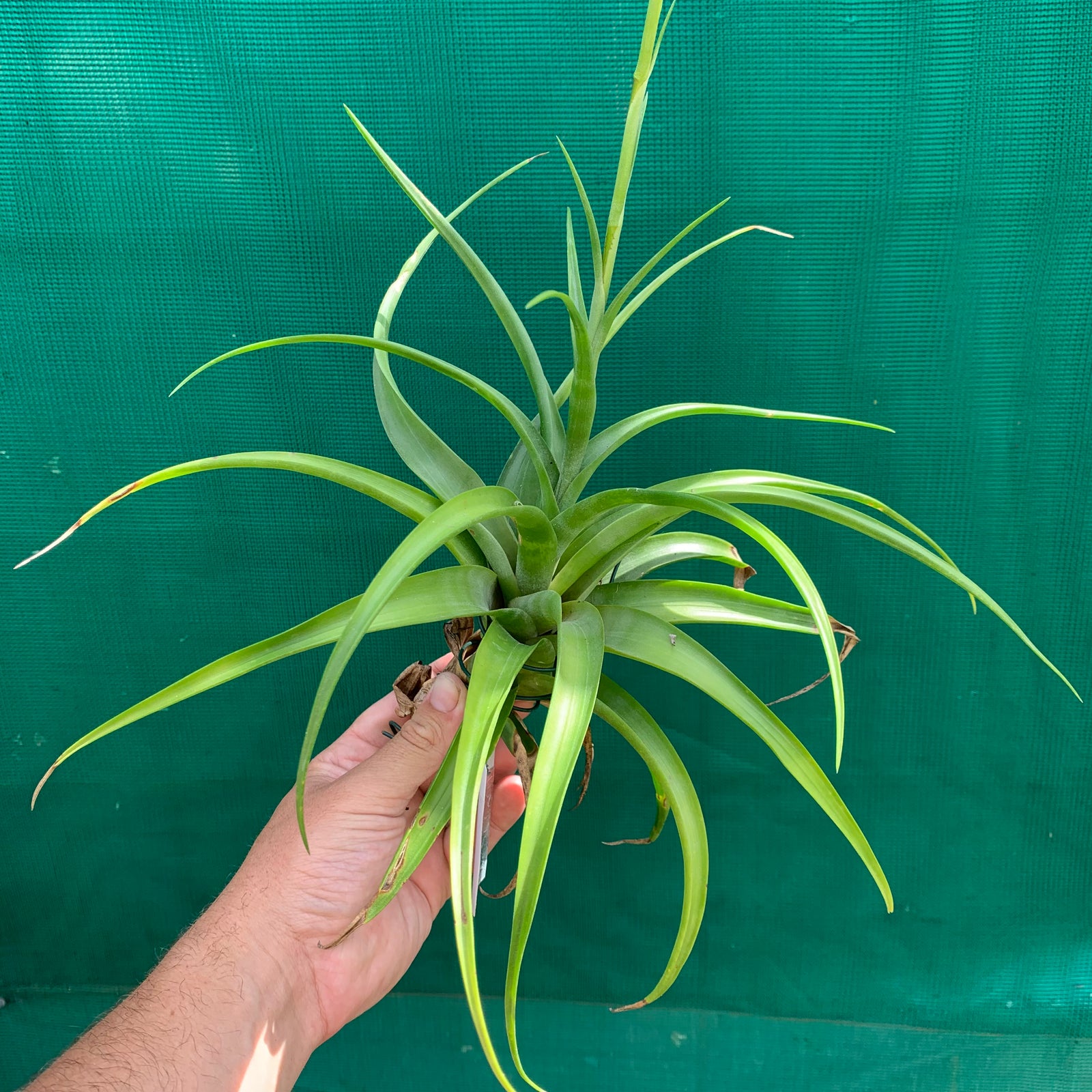 Tillandsia - flexuosa Vivipara ‘Greenie’ ex. PT